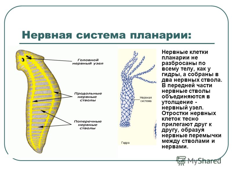 Кракен шоп ссылки