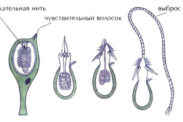 Ссылки на кракена и на мегу